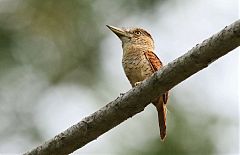 Barred Puffbird